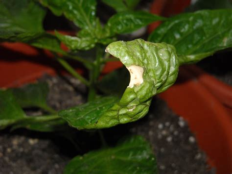 Bothered of your leaves curling? The Chile Plant Hospital | Grow Hot Peppers