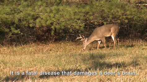 Twra Hunters Found 148 Cwd Infected Deer This Season
