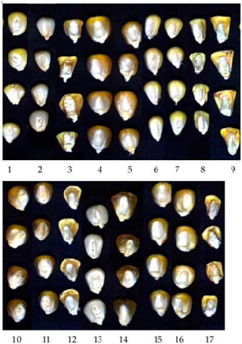 Ls Land Issue 11 Variety 30 Sets Hnhku67ipylwgm The Other Side Of