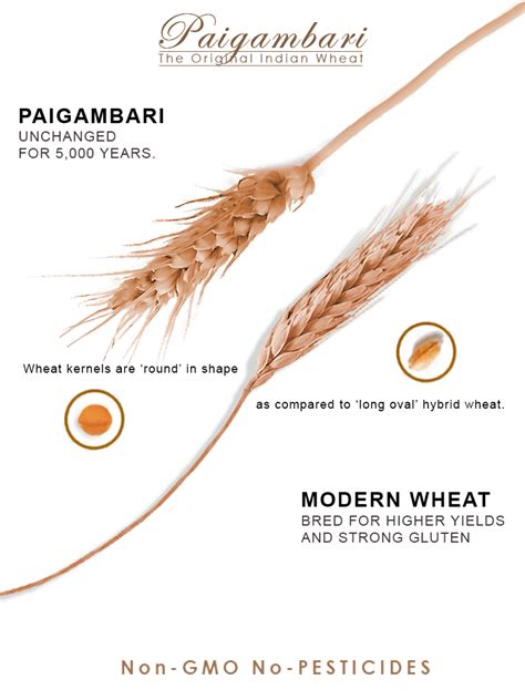 Ancient Wheat Paigambari