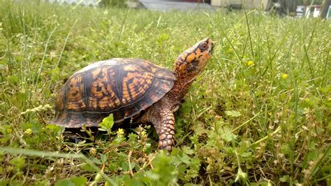 Nature has taken care of it for millions of years. How to Take Care of Baby Box Turtles | Animals - mom.me