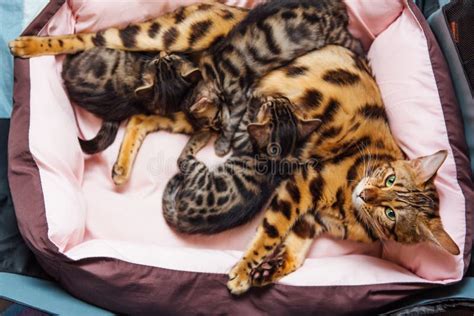 Bengal Cat Feeds Her Little Kittens With Breast Stock Image Image Of