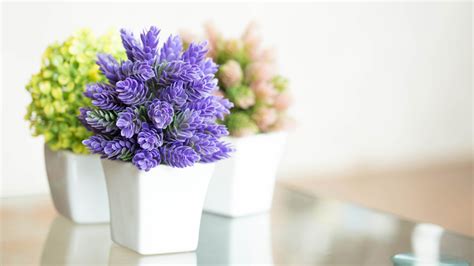 Pretty Indoor Flowering Plants