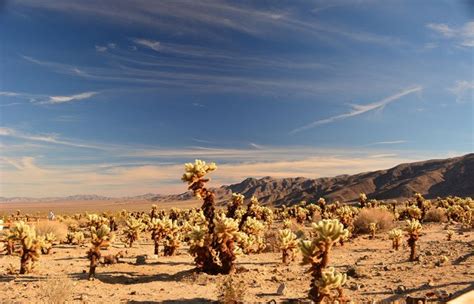 Joshua Tree National Park California Guida Per Visitare Il Parco