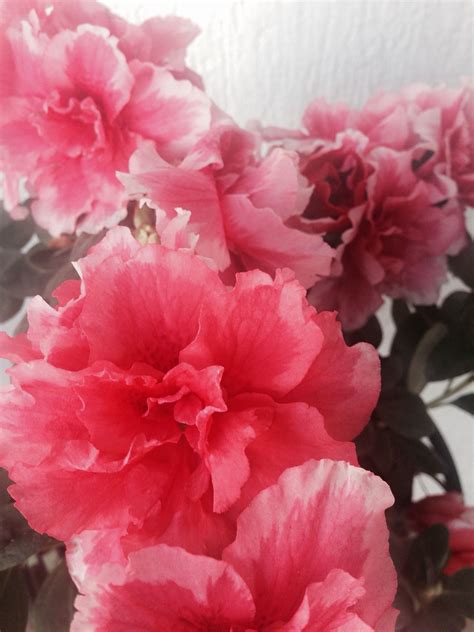 Discover a great bunch of pictures of flowers. Azalia | Azaleas, Flowers, Azalia