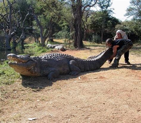 Chris Pontius This Nile Crocodile In South Africa Was Facebook