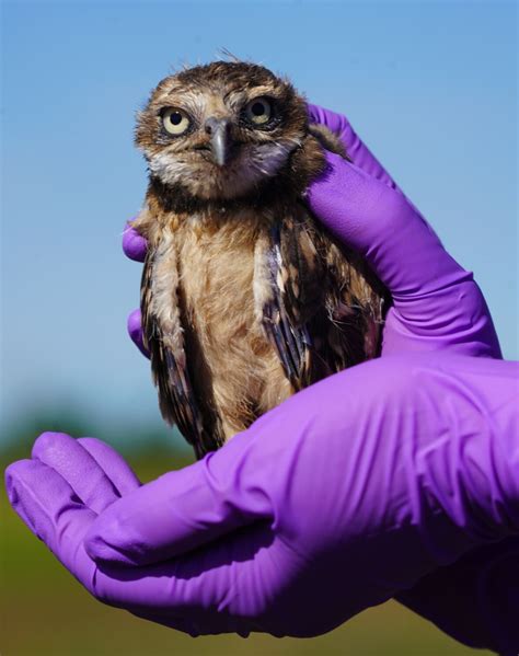 Banding Baby Burrowing Owls The Best Day Of The Year — Though Fate Of