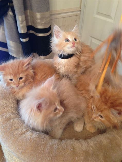 Jiji.ng more than 109 cats & kittens are waiting for you buy your future friend today ▷ prices are starting from ₦ 4,000 in nigeria. Maine Coon Cats For Sale | Manchester, NH #237496