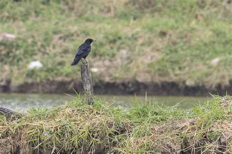 As The Crow Flies A Hong Kong Birding Blog Awesome Autumn