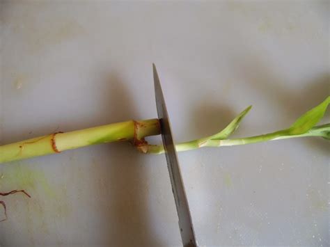 Lucky bamboo and true bamboo are two different. Design Green India: Best tips for propagating Lucky bamboo ...