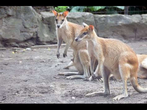 I am trying to fully understand interfaces and abstract classes in java and from what i understood, i created a sample console application. Visiting Animals in Surabaya Zoo, Zoo in Surabaya in East Java, Indonesia - YouTube
