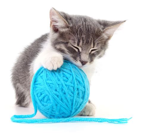 Cat With Ball Of Yarn Stock Image Image Of Clew Feline 77602283