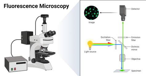 5 Types Of Microscopes With Definitions Principle Uses Labeled Diagrams