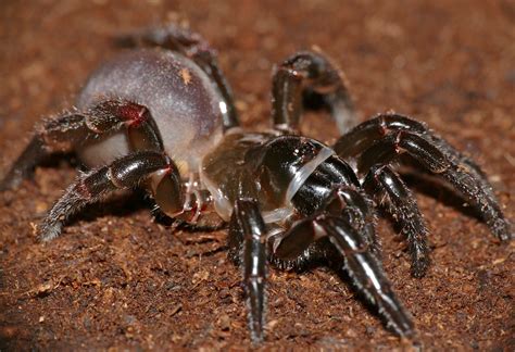 Corsican Trapdoor Spider Cteniza Sauvagesi Corse France Flickr