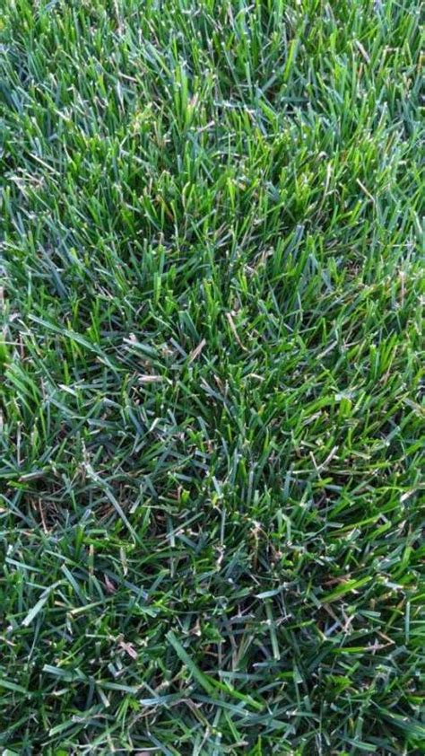 How To Tell If Grass Is Overwatered 6 Obvious Signs