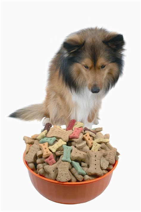 VetGrad - 10 Minute Top Up - Small Animal - 10 Min - The Website For Vets