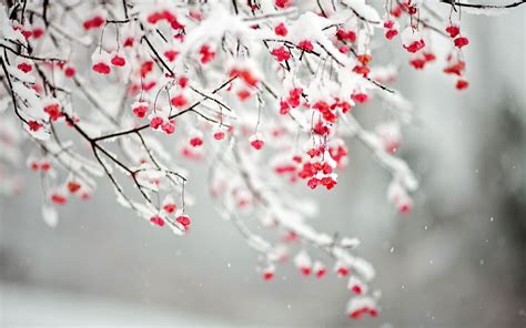 Winter Flower Desktop Wallpapers Top Free Winter Flower Desktop