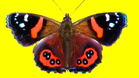 Butterfly Under The Microscope Red Admiral Youtube