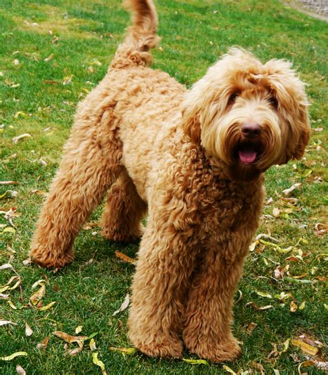 Labradoodles of long island has been breeding and loving australian labradoodle puppies since australian labradoodles are funny, intelligent, loving, sociable, eager to please and oh so much fun. Labradoodle puppy pricing and more - Valley Vineyard ...