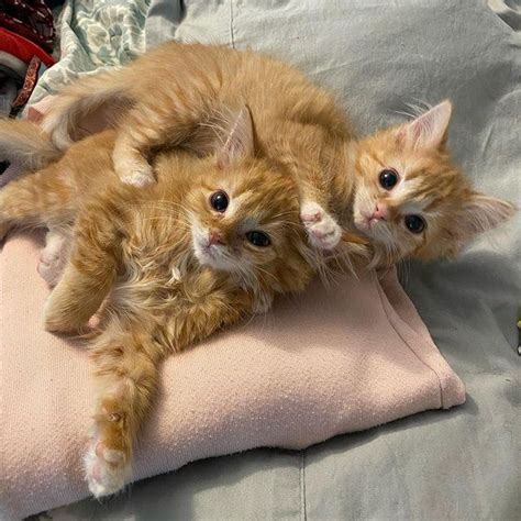 Twin Kittens So Thrilled To Have Comfy Place To Stay They Thrive Into