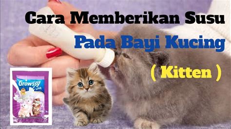 Anak kucing membutuhkan jumlah gizi dua kali lebih besar dibandingkan dengan kucing dewasa. Cara Memberikan Susu Pada Bayi Kucing - YouTube
