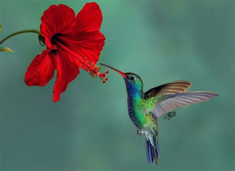 Instead, they use color to determine where they might find some good flowers with nectar. Red Flower Hummingbird by HedgieSage on DeviantArt
