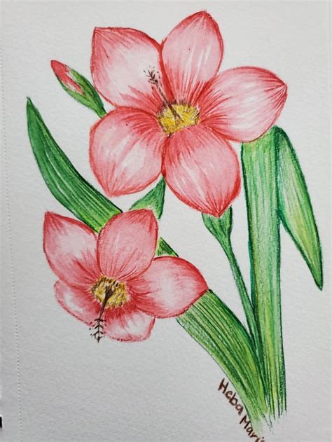 Colored Pencil Drawings Of Flowers