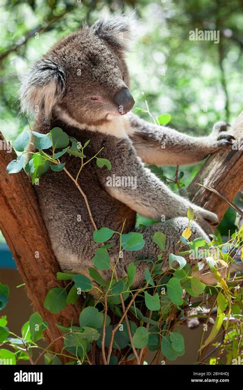 Sleepy Koala Bear Portrait Captured In Victoria Australia Stock Photo