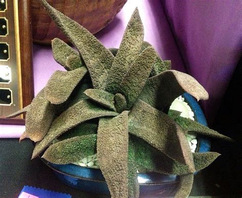 There are many cactus and succulent society plant shows throughout california, but i have been told from many succulent lovers that this is the show to attend. LA Inter-City Cactus and Succulent Show and Sale 2013 ...