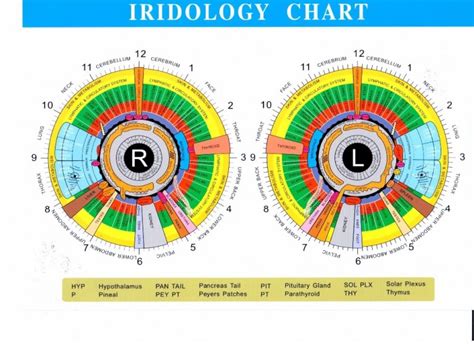What The Mean Iridology Yellow Ring Around Pupil Iriscope