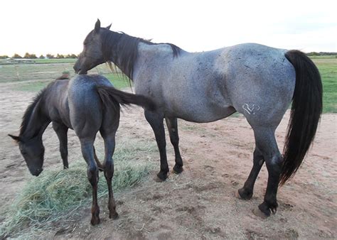 We order our freeze branding irons from a company in nd. Broodmares at the Ranch