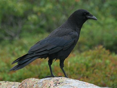 Corvus Brachyrhynchos American Crow Ravens And Crows Care Groups