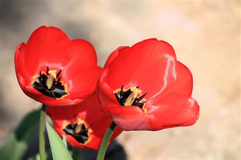 Free Images Blossom Flower Petal Tulip Red Flora Close Up