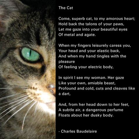I Love My Cat Poem Cat Meme Stock Pictures And Photos