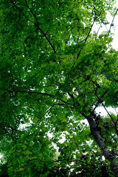 Free Images Tree Nature Branch Sunlight Leaf Flower Log Green