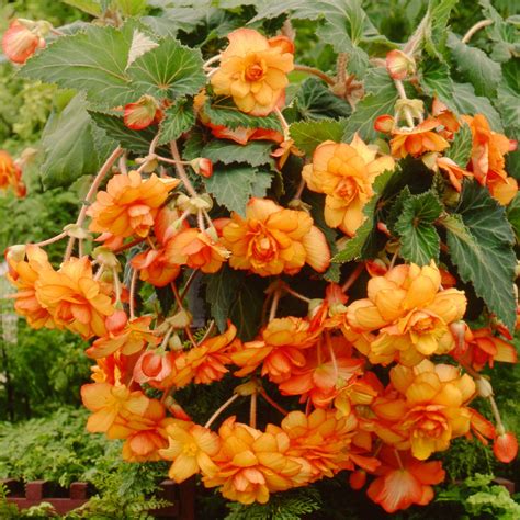 Yellow And Red Begonia Bulbs For Sale Hanging Basket Fiesta Easy To