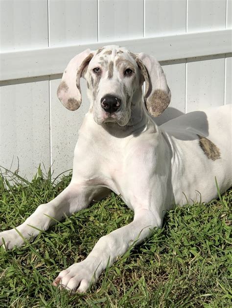 Our 5 Month Old Fawnequin Great Dane 💕 Great Dane Information Great