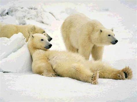 Polar Bear Population In The Arctic Growing Republika English