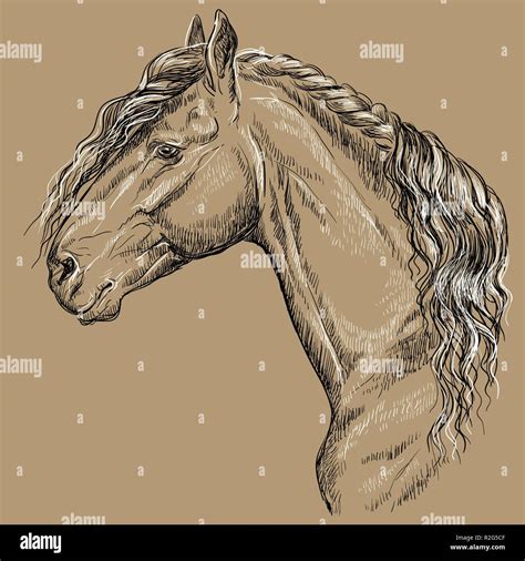 Friesian Horse Head Drawings
