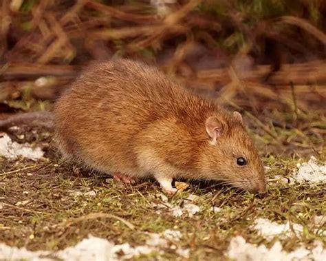 Brown Rat Facts Diet Habitat And Pictures On Animaliabio