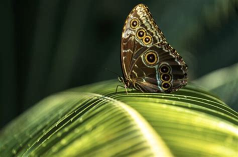 Jardins Des Papillons Hunawihr 2020 Ce Quil Faut Savoir Pour Votre