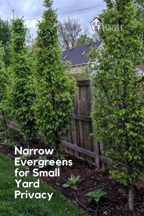 Narrow Evergreen Trees For Year Round Privacy In Small Yards Small