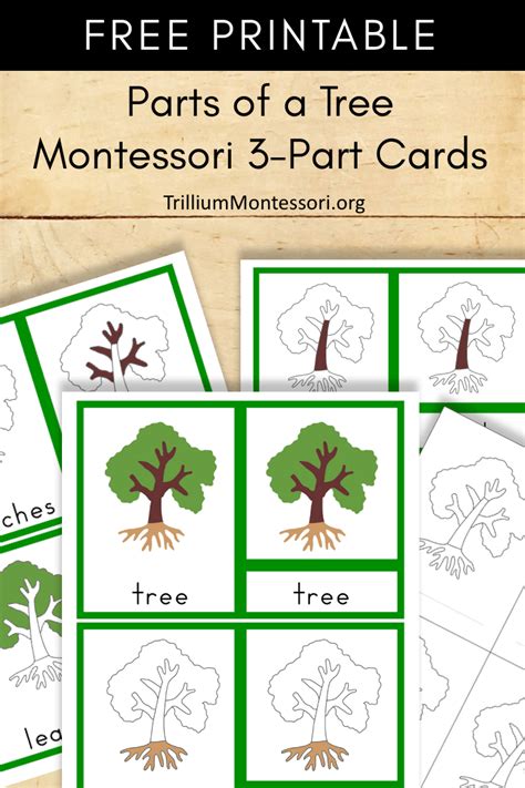 Free Montessori Printable Parts of a Tree - Trillium Montessori