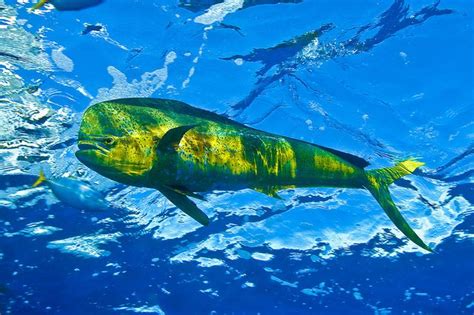 Dolphinfish Brazil Ocean Creatures Sea Creatures
