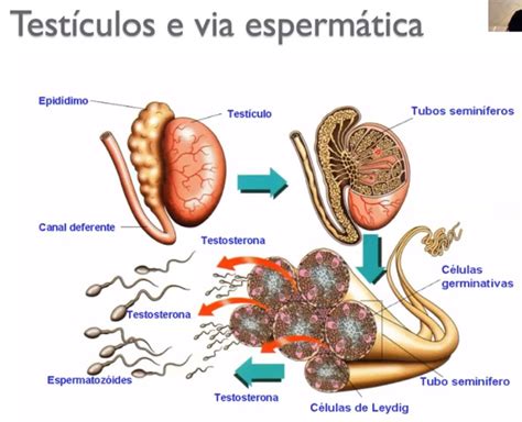 Hormonio Masculino Produzido Pelo Testiculo