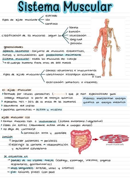 Resumen Sistema Muscular Y Musculos De La Cabeza Y Masticacion Udocz