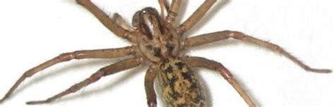 Hobo Spider Spider Facts And Information