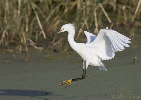 Snowy Egret Potpourri Feathered Photography