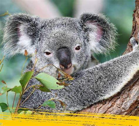 Koala Facts For Kids Fun Quiz Nestlé Pure Life