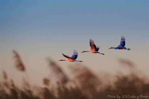 Pics And Wallpaper Beautiful Flying Birds